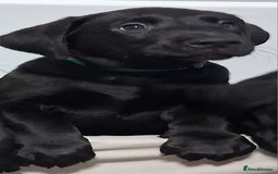Labrador Retriever dogs for sale: Excellent KC Registered working Black Lab pups  - Image 22