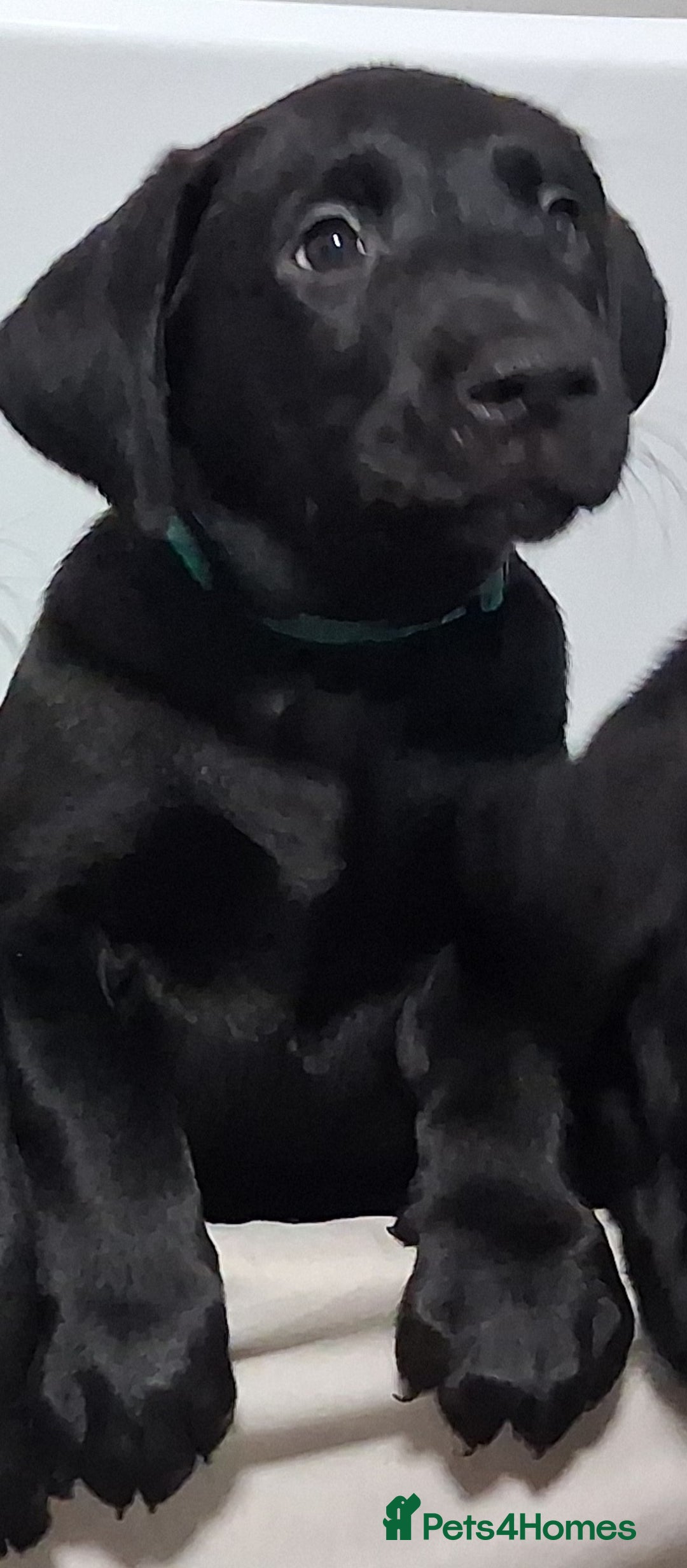 Labrador Retriever dogs for sale: Excellent KC Registered working Black Lab pups  - Image 22