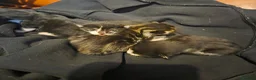 Mixed Breed cats for sale: Kittens for sale - Advert 5