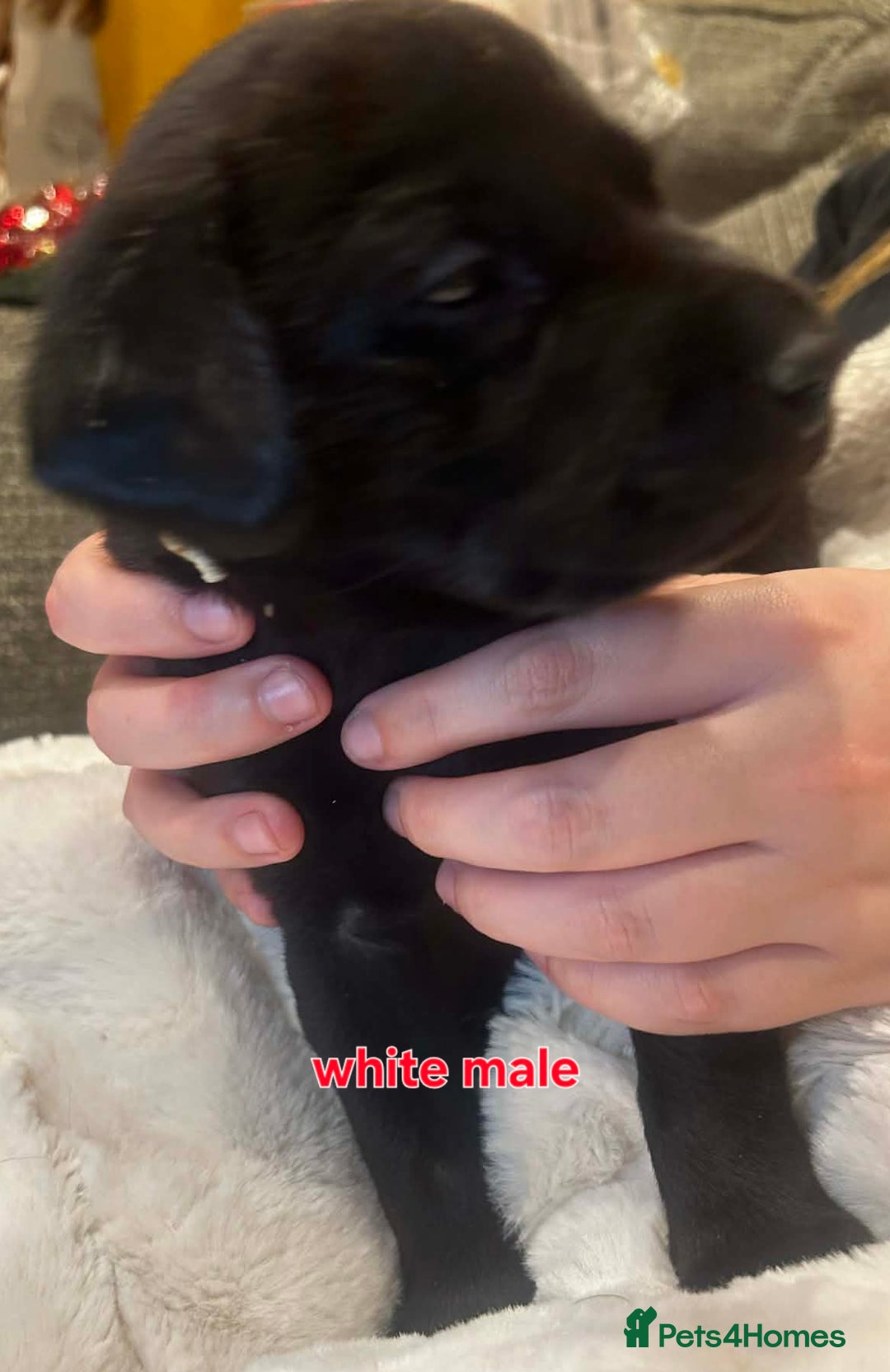 Labrador Retriever dogs for sale:  ✨ Exceptional Labrador Retriever Puppies  ✨ - Advert 15