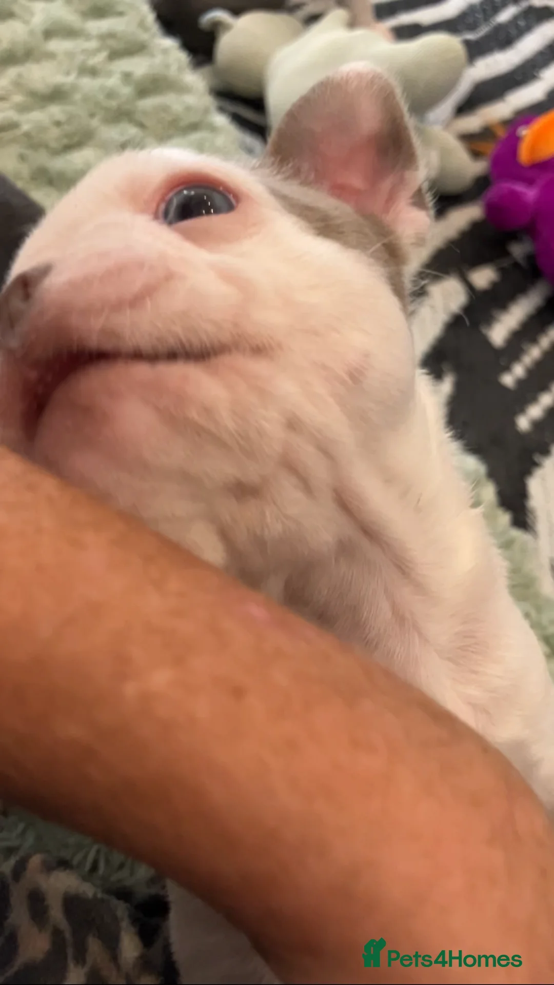 Boston Terrier dogs for sale: 6 weeks old Boston terrier pups in Barnsley - Advert 12