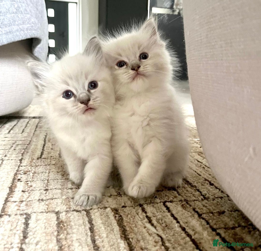 Ragdoll cats for sale: Lynx fluffballs  - Image 11