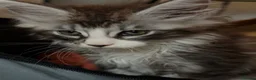 Maine Coon cats for sale: Maine Coon kittens XXL - Advert 6
