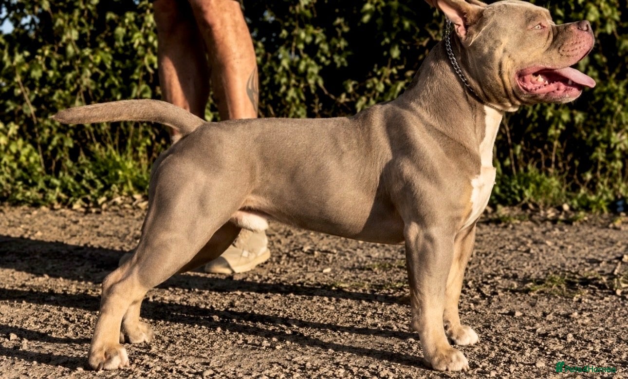 American Bully dogs 🐾BUGZY ABKC/PEDIGREE/PROVEN STUD🐾 - Advert 6