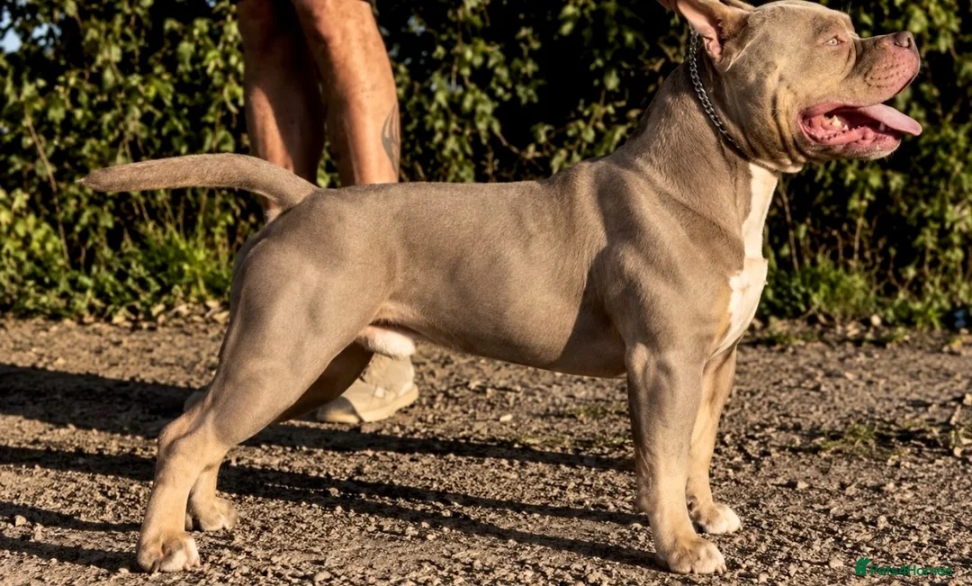 American Bully dogs for stud: 🐾BUGZY ABKC/PEDIGREE/PROVEN STUD🐾 in Pontefract - Advert 1