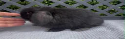 Mini Lop rabbits for sale: Pedigree mini lop babies - Advert 7