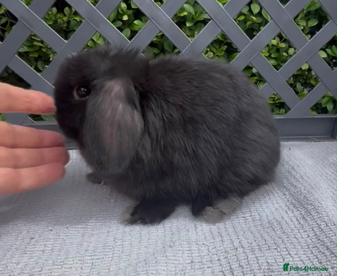 Mini Lop rabbits for sale: Pedigree mini lop babies - Advert 7