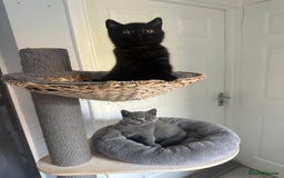 British Shorthair cats for sale: Gccf pedigree black little boy  - Image 10