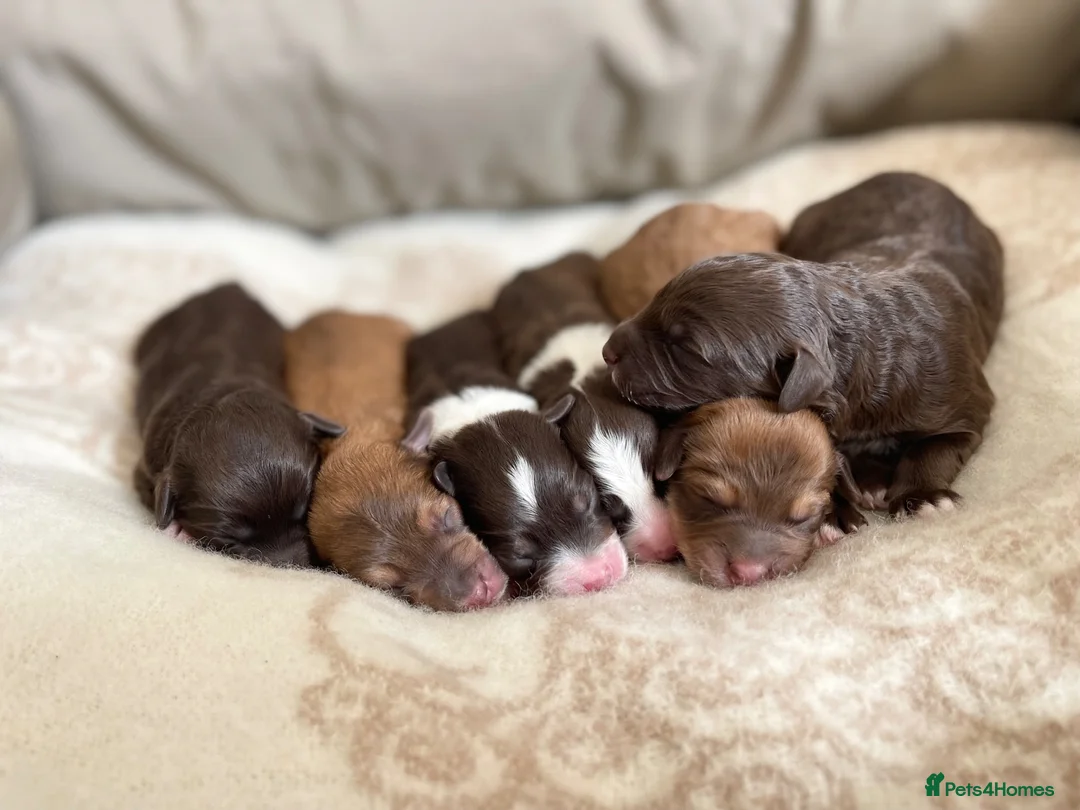 Bordoodle dogs for sale: OUTSTANDING *SABLE / TRI* BORDOODLES - Advert 2