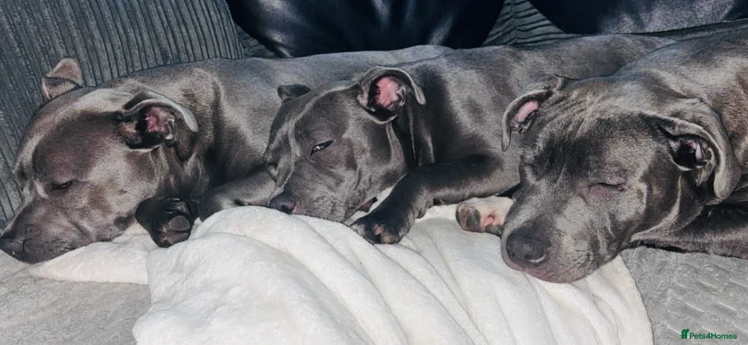 Staffordshire Bull Terrier dogs for sale: beautiful blue KC Staff - Advert 1