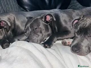 Staffordshire Bull Terrier dogs beautiful blue staff - Advert 4