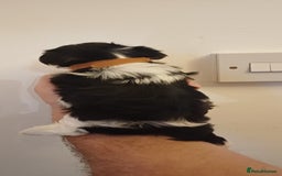 Yorkshire Terrier dogs for sale: 100% Biewer yorkshire-terrier Pedigree  - Advert 15