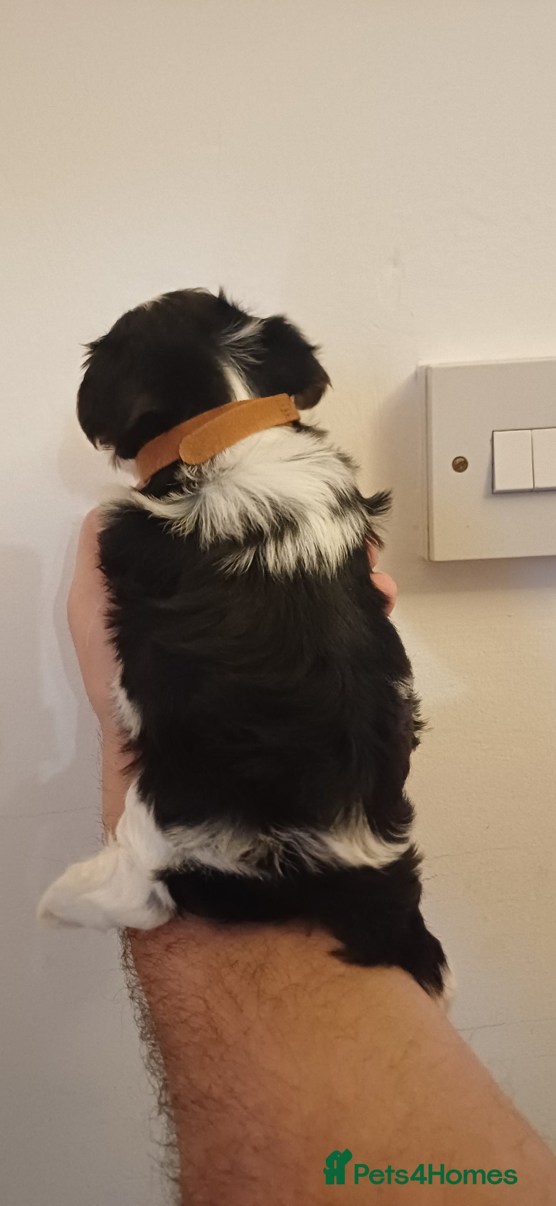 Yorkshire Terrier dogs for sale: 100% Biewer yorkshire-terrier Pedigree  - Advert 15