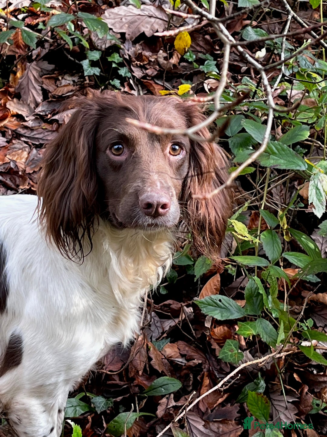 English Springer Spaniel dogs for sale: OFTAW Springer Spaniel Puppies fantastic pedigree - Image 9