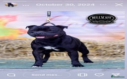 Staffordshire Bull Terrier dogs for sale: Staffordshire bull terrier puppies  - Image 2