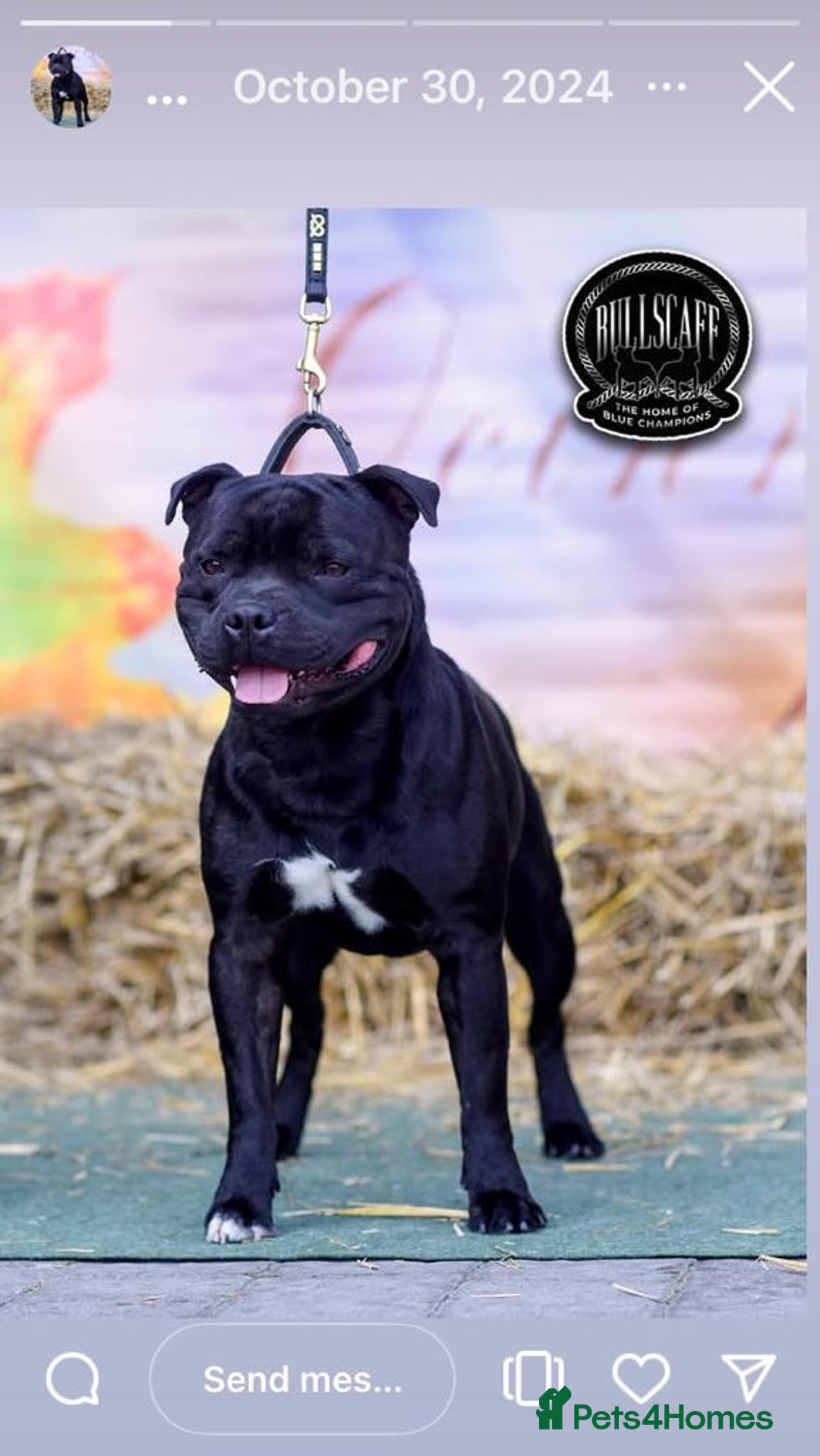 Staffordshire Bull Terrier dogs for sale: Staffordshire bull terrier puppies  - Image 2