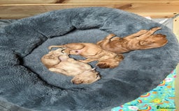 Mixed Breed dogs for sale: Beautiful Goldendoodle cross - Image 8