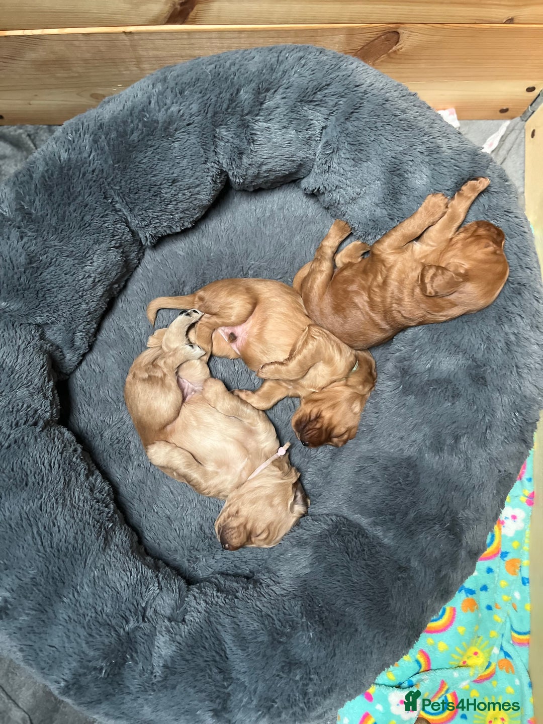 Mixed Breed dogs for sale: Beautiful Goldendoodle cross - Image 8
