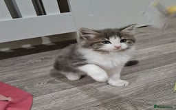Maine Coon cats for sale: Beautiful Grey/White Part Maine Coon Kitten - Image 7