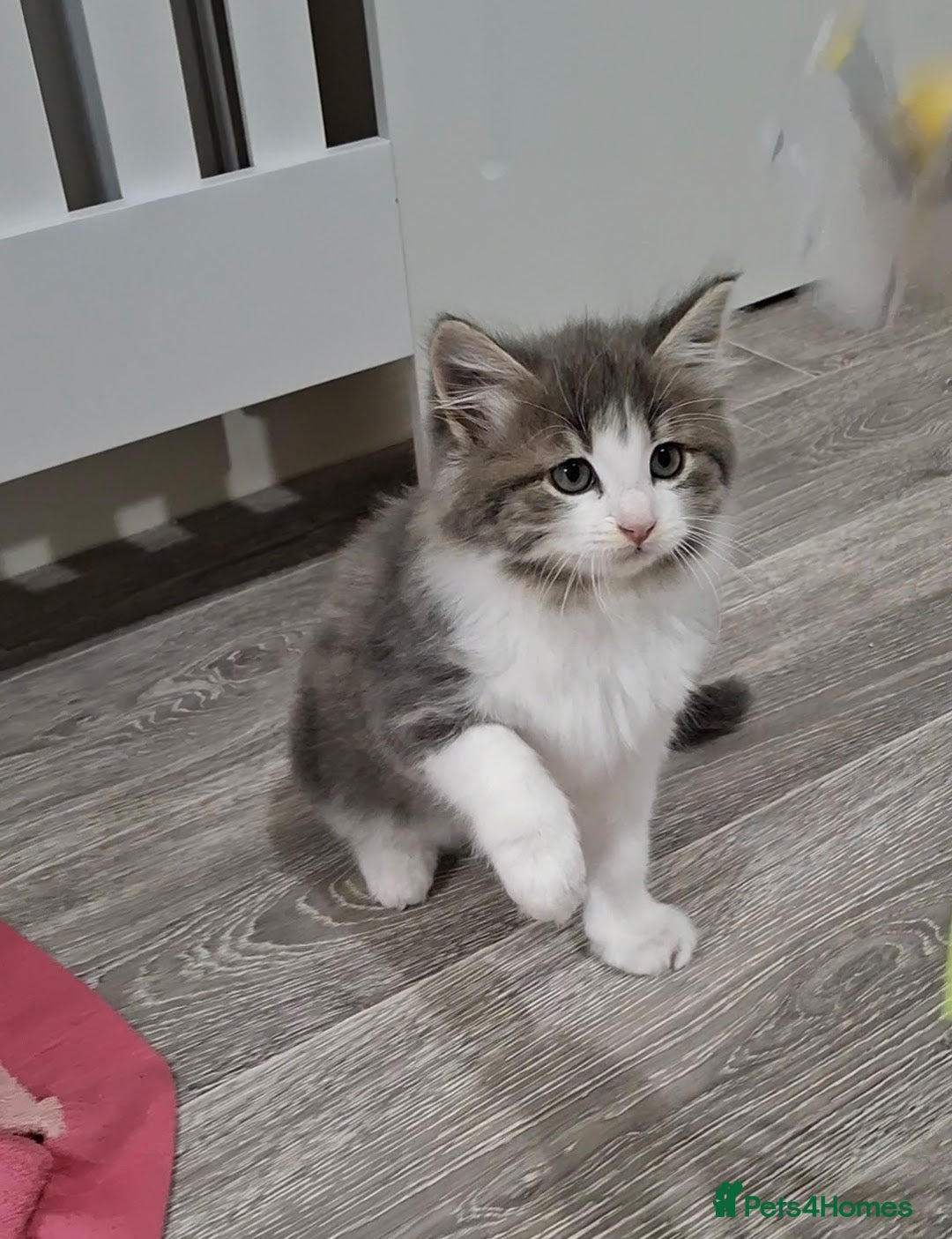 Maine Coon cats for sale: Beautiful Grey/White Part Maine Coon Kitten - Image 7