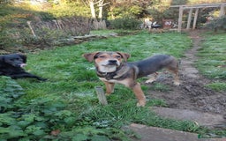 Mixed Breed dogs for adoption: Hound mix sweet Archie for adoption  - Advert 1