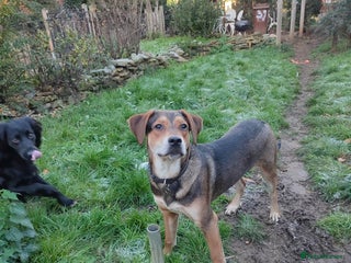 Mixed Breed dogs for adoption: Hound mix sweet Archie for adoption - Advert 1