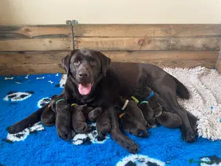 Labrador Retriever dogs KC Reg Chocolate Labrador Pups Excellent Pedigree - Advert 18