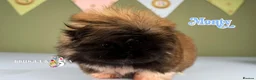 Pekingese dogs for sale: 💙OUTSTANDING QUALITY BOY 💙 champion lines in Gateshead - Advert 5