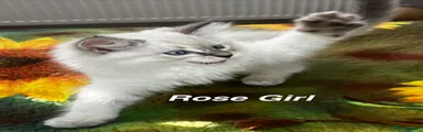 Rose Girl 