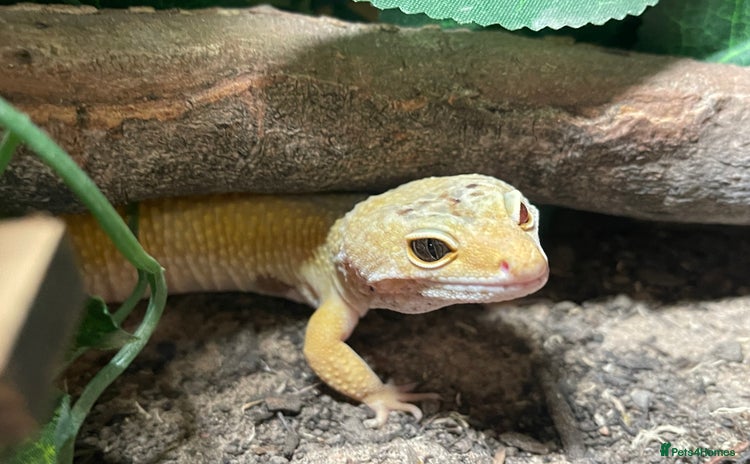 Leopard Gecko reptiles - Advert 7