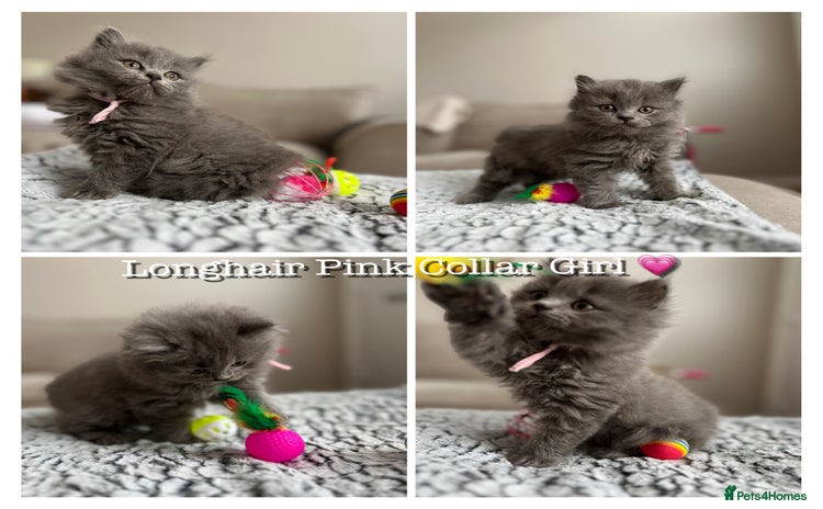 British Longhair cats - Advert 10