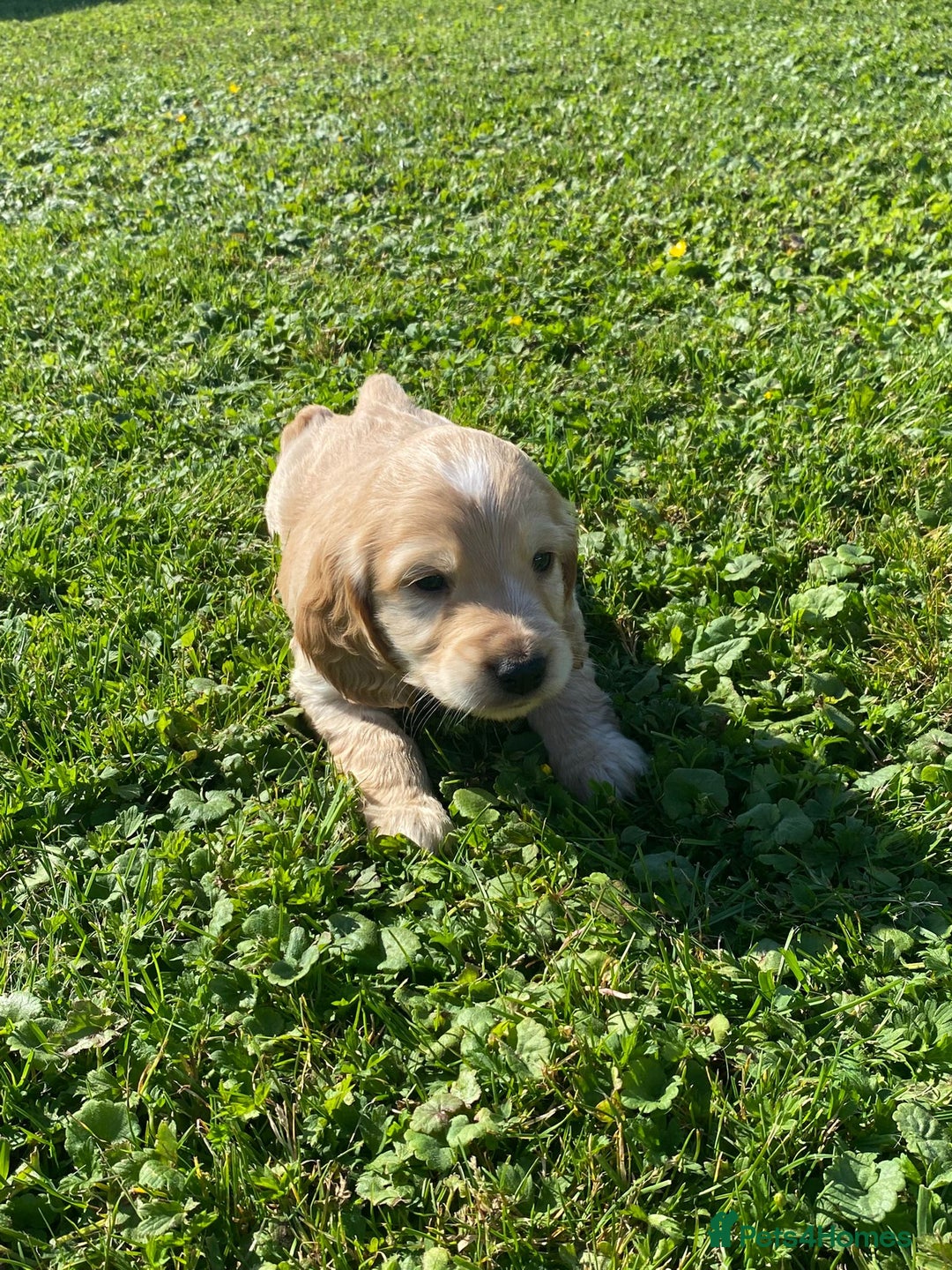 Cocker Spaniel dogs for sale: Cocker spaniel show type - Image 13