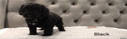 Cockapoo dogs for sale: Beautiful Cockapoos looking for their forever home - Advert 9