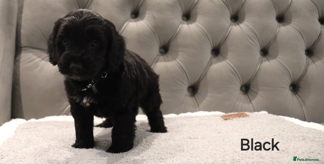 Cockapoo dogs for sale: Beautiful Cockapoos looking for their forever home - Advert 9