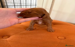 Cocker Spaniel dogs for sale: ⭐️🐶 KC REG- Red working cocker spaniel pups🐶⭐️ - Image 4