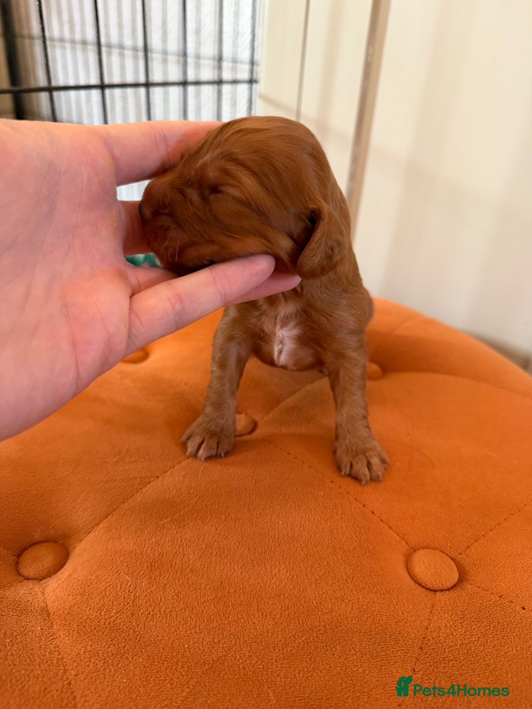 Cocker Spaniel dogs for sale: ⭐️🐶 KC REG- Red working cocker spaniel pups🐶⭐️ - Image 4