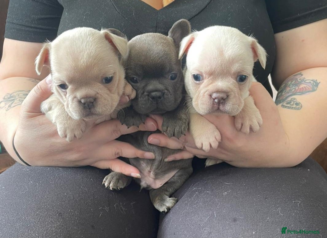 French Bulldog dogs Beautiful KC French Bulldog Puppies - Advert 1