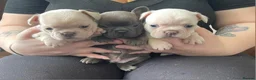 French Bulldog dogs for sale: Beautiful KC French Bulldog Puppies - Advert 1