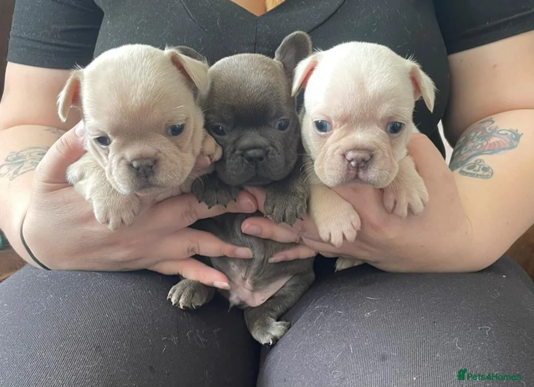 French Bulldog dogs for sale: Beautiful KC French Bulldog Puppies - Advert 1