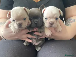French Bulldog dogs Beautiful KC French Bulldog Puppies - Advert 1