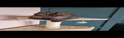 Scottish Fold cats for sale: 2 year old Scottish fold black smoke cat for sale - Advert 4