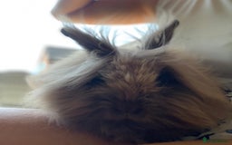 Lionhead rabbits for sale: 2 lionhead girls - 5 months old - Image 1