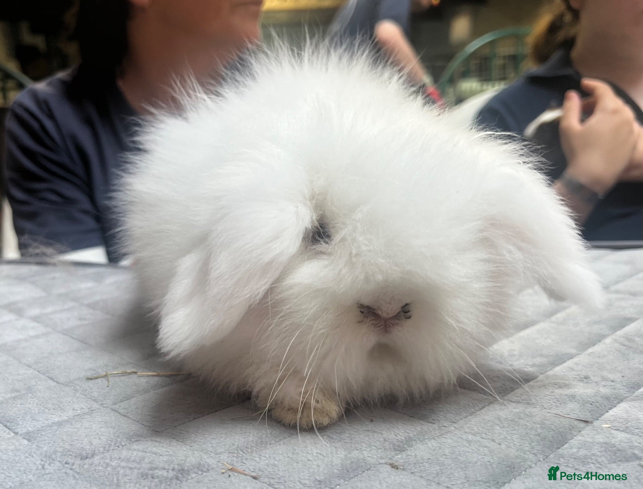 Angora rabbits Two Female Baby Teddy Widder rabbits for sale - Advert 2
