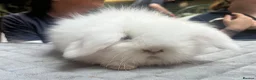 Angora rabbits for sale: Two Female Baby Teddy Widder rabbits for sale - Advert 2