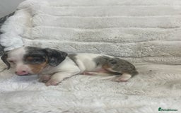 Dachshund dogs for sale: Adorable dachshund puppies ready for loving homes - Image 6