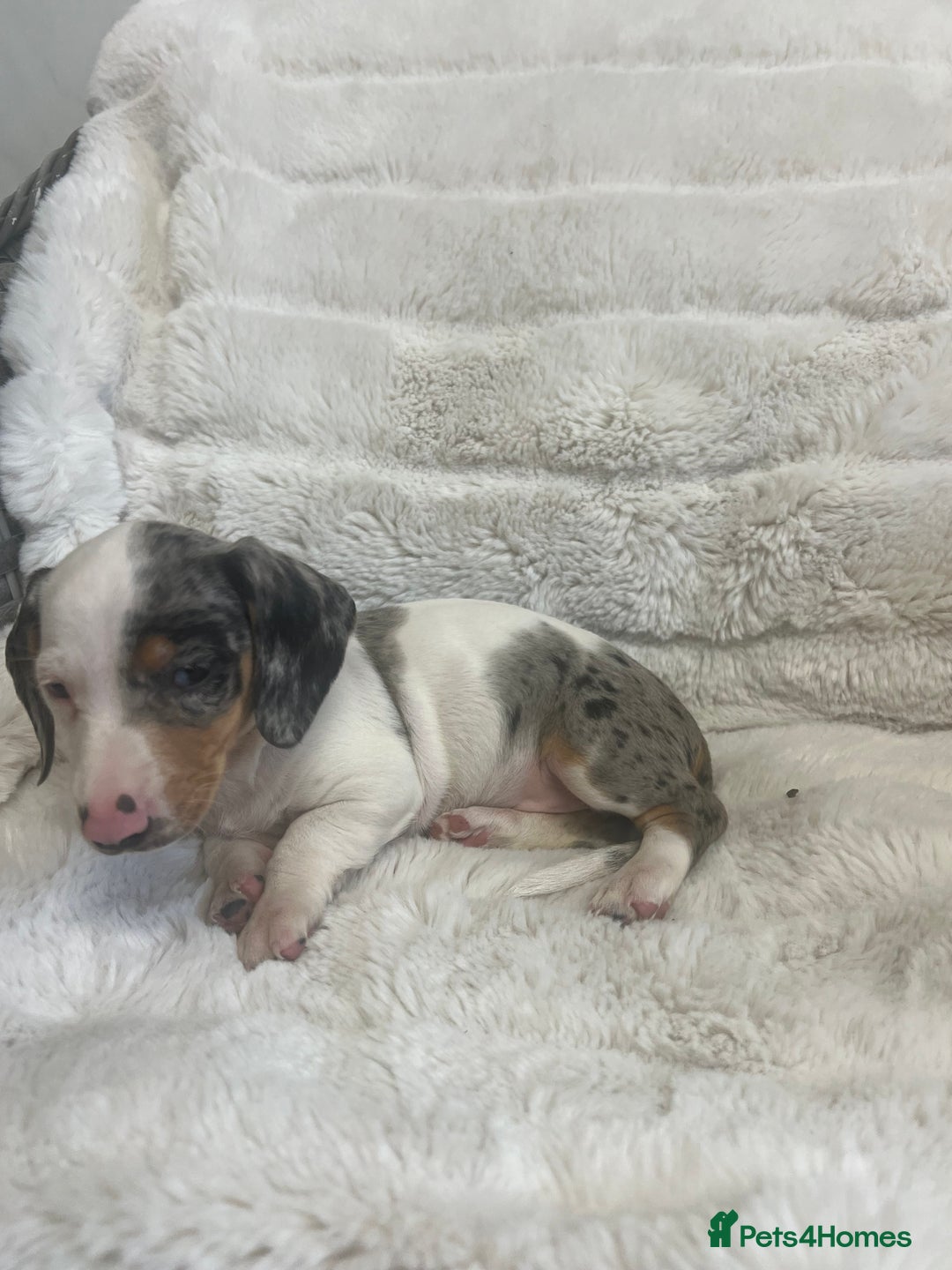 Dachshund dogs for sale: Adorable dachshund puppies ready for loving homes - Image 6