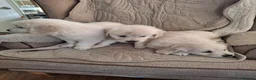 Golden Retriever dogs for sale: Golden Retreiver Puppies  - Advert 19