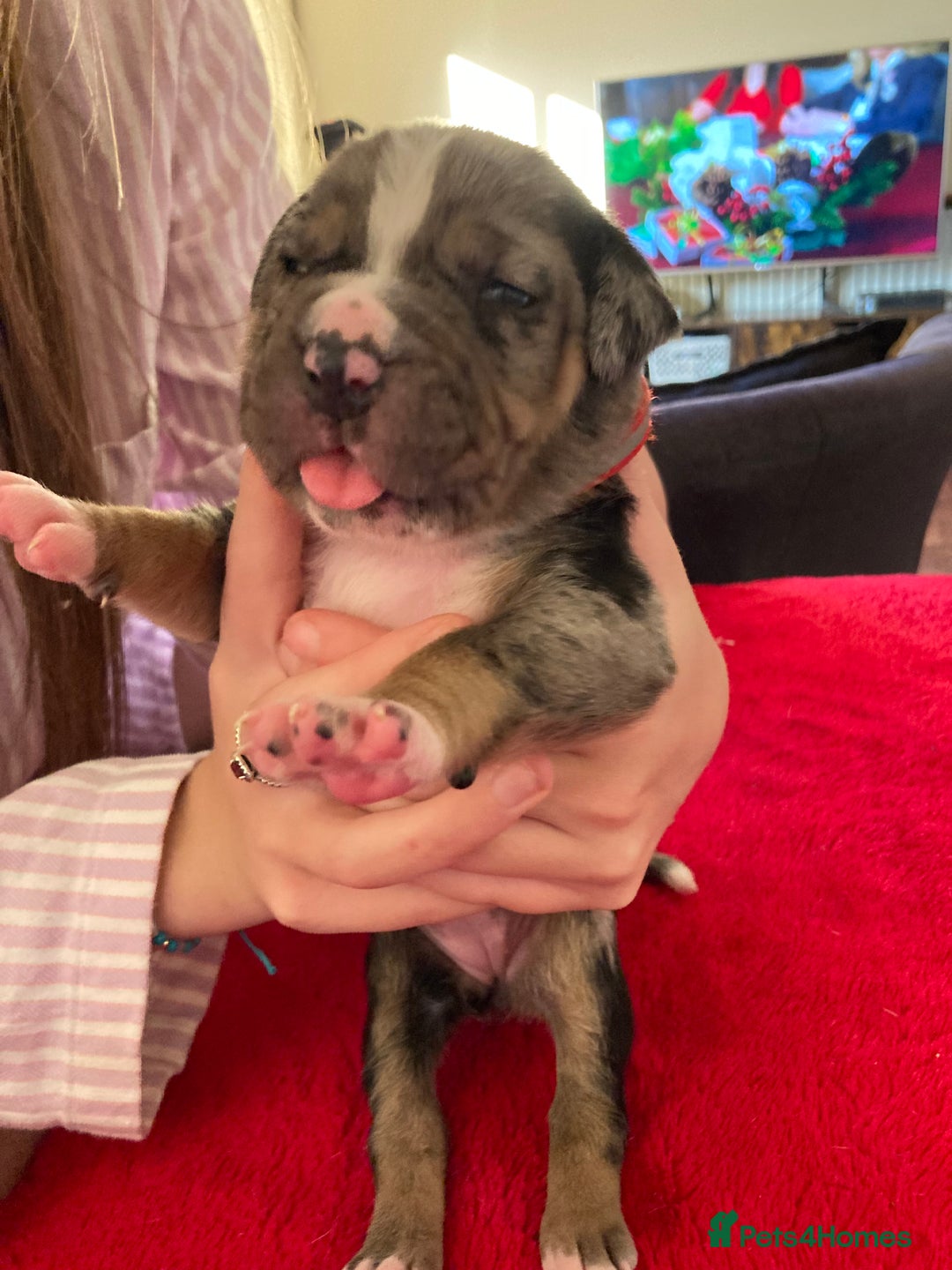 Mixed Breed dogs for sale: Mastiff x Staffy Puppies  - Advert 19