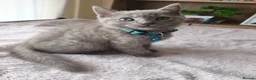 Mixed Breed cats for sale: Gorgeous British Shorthair Mix Kittens - Advert 19