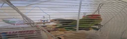 Lovebirds birds for sale: Lovebirds seeking new home 🫪 - Advert 5